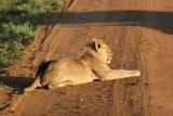Premier safari dans la rserve de Masa-Mara