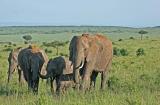 Premier safari dans la rserve de Masa-Mara