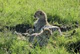 Premier safari dans la rserve de Masa-Mara