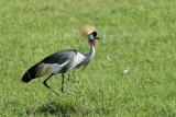 Premier safari dans la rserve de Masa-Mara