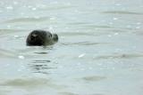 Les animaux de la Baie de Somme - Phoque-veau-marin