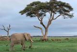 Premier safari dans la rserve de Ambosli