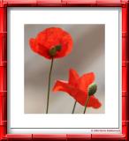 Coquelicots des villes...