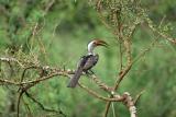 Dpart de la rserve dAmbosli vers celle de Tsavo Ouest