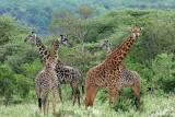 Premier safari dans la rserve de Tsavo Ouest