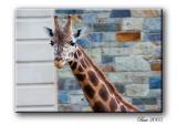 giraffe2.jpg