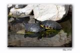 turtles.jpg