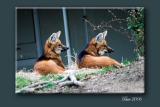 zoo4.jpg