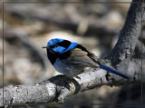 Blue Wren_2.jpg