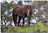 Brumby (Wild Horse)
