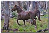 Brumby (Wild Horse)