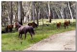 Brumbies_0801.jpg