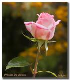 Princess De Monaro Rose.jpg