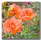 Ginger Megs Rose.jpg