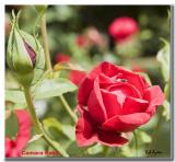 Camara Rose.jpg
