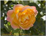 Dame Elizabeth Murdoch Rose.jpg