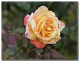 Tropical Sunset Rose.jpg