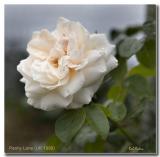 Penny Lane Rose.jpg