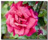 AVON Rose.jpg