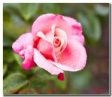 First Prize Rose.jpg