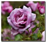 Fragrant Plum USA.jpg