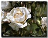 Prince of Wales Rose.jpg
