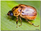 Beetle_8153.jpg