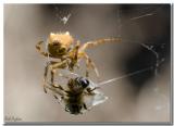 Golden Orb Spider