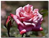 Countess Sonia 8184.jpg