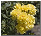 Friesia_8195.jpg