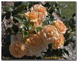 GoldNFancy_8265.jpg