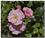 Queen Mother_8258.jpg
