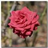 Red Cedar_8247.jpg