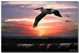 Pelican Sunset_8345.jpg