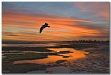 Altona Sunset Seagull_8569.jpg