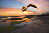 Altona Sunset Seagull