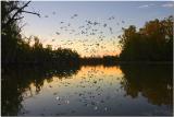 Corella