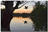 Cormorant_8806.jpg