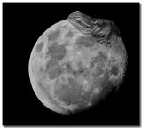 Lizard Moon