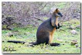 Red-Necked Wallaby