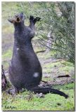 Wallaby