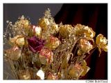 1/7 - Dried Flowers in the Sun