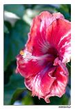 5/21 - Hibiscus Rosa-sinensis