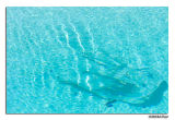 8/8 - Pool Chair