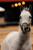 Saguaro Classic Arabian Horseshow