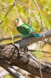 Gilbert Riparian Preserve