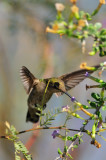 Hummingbird