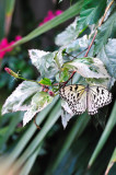 Butterfly Magic
