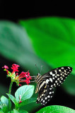 Butterfly Magic