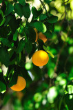 Tucson Botanical Gardens